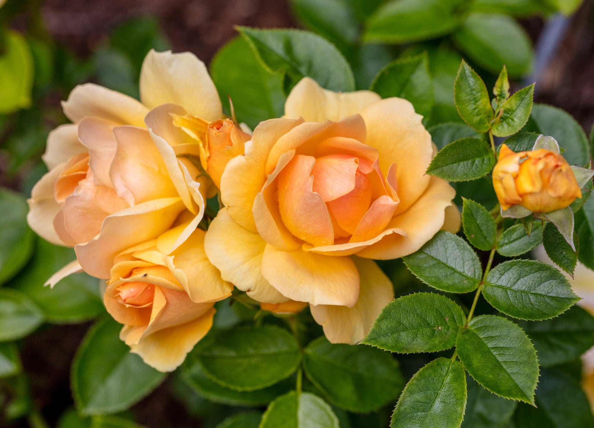 Ros 'Hansastaden Rostock®'